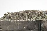 Hadrosaur (Hypacrosaur) Left Mandible - Awesome Tooth Battery! #206201-6